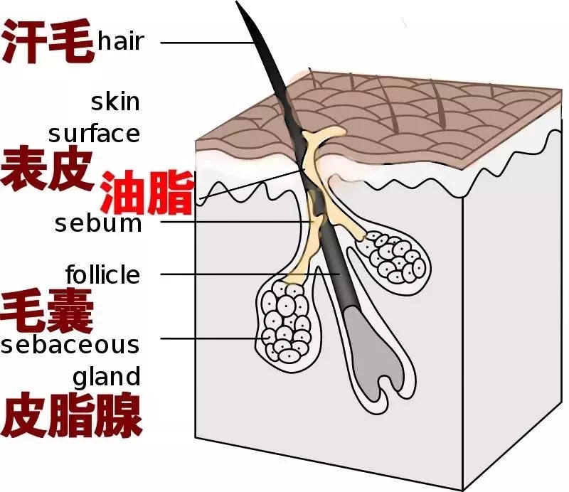 33.webp